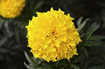 ���޵Ļƾջ�