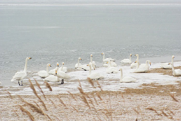 ������ѩ