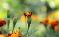 һ�俪�ŵľջ�