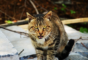 ��������еĻ�è