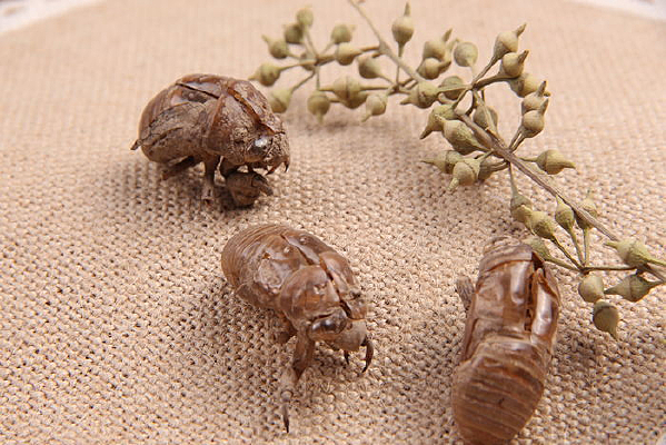 ������ҩͼ