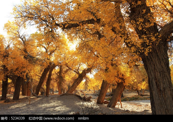 ����ɺ�����ͼƬ