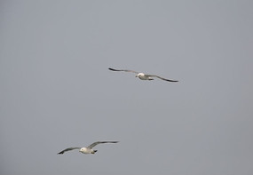 ��ֻ����ĺ�Ÿ