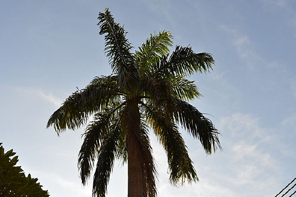 ���ʵ�Ҭ����