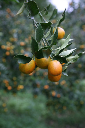 ��֦ͷ�Ľ��