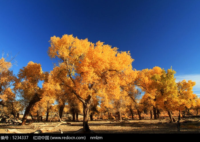 ������ɫ��ͼƬ