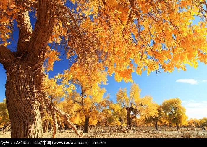 ��ɫ���õĺ�����ͼƬ