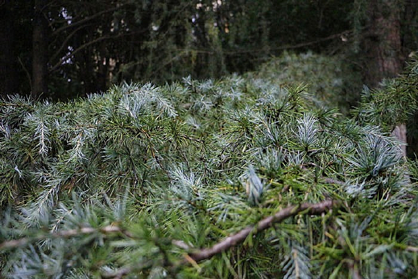 �޴������Ҷ