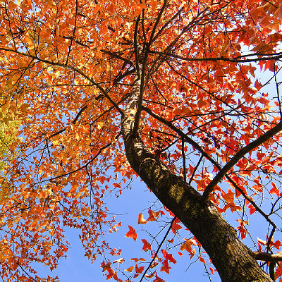 ����ķ���