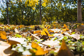 ������Ҷ