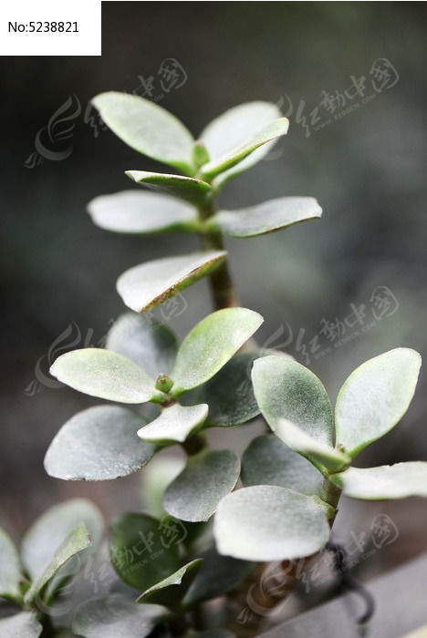 ������ͼƬ