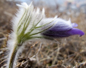 Ұ������