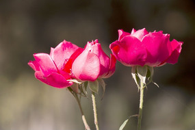 �������ŵĻ���