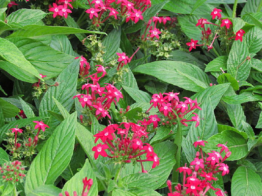 ��ɫ����Ҷ��