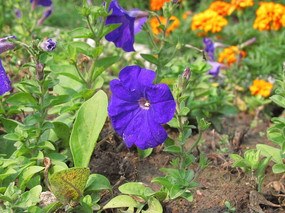 ������ǣţ��