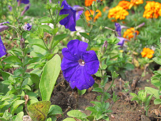 ǣţ�����乫԰