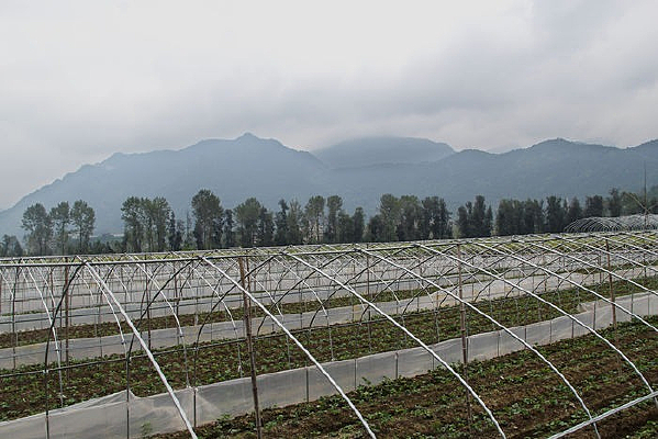 ɽ���е��߲˻���