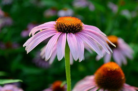 ʢ�����ɹ���