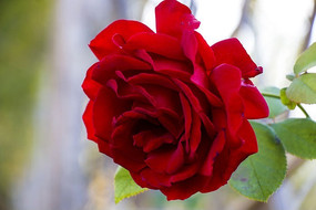 ʢ�����¼���