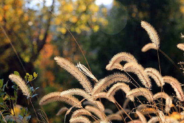 �����µĹ�β�Ͳ�