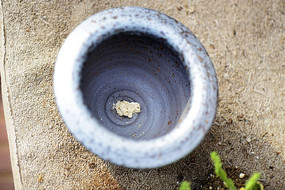 ����ֲ����ֲ��©��