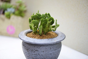 ����ֲ����ֲ���