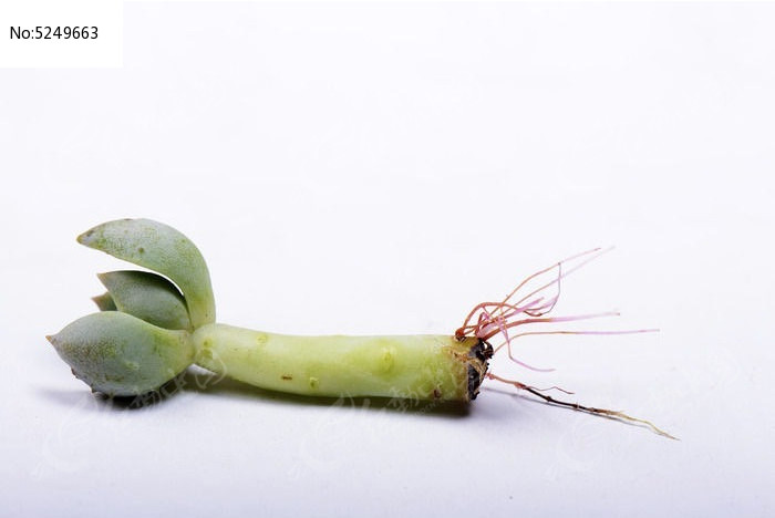 ����ֲ����ֲѡ��ͼƬ