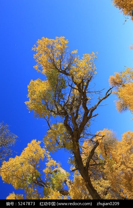 ��ɫ��ҶͼƬ