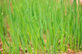 ��ɫ��ֲ��