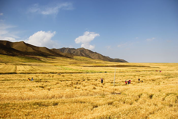 �����ɽ����