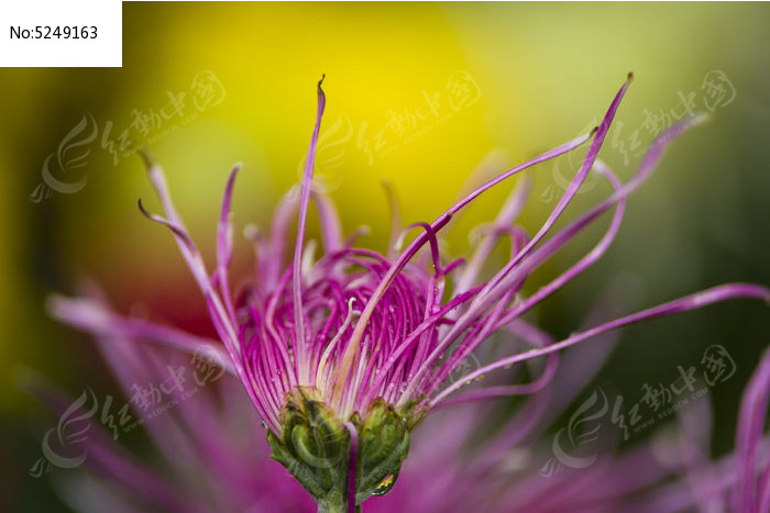 ���µľջ�ͼƬ