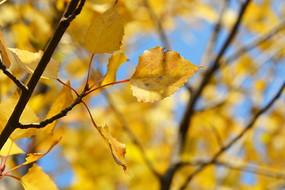 ���ɫ��Ҷ��