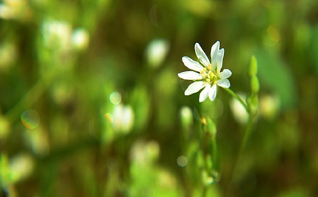 ��ɫ��СҰ��