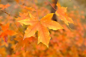 �Ⱥ�ķ���Ҷ