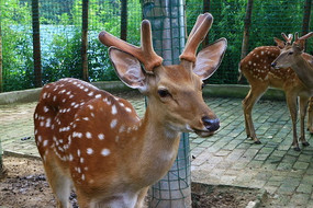 ������÷��¹