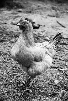 ũ����ĸ��