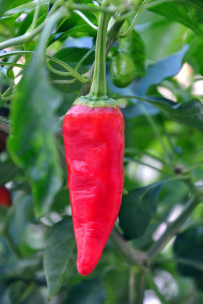 ��ɫ������