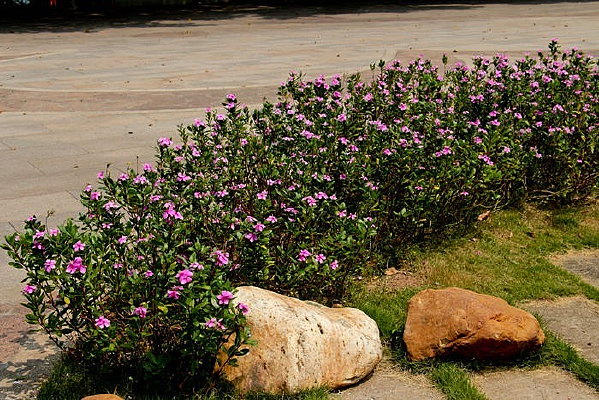 ���������ֹ㳡С��