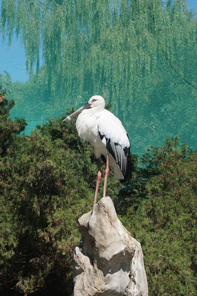 �����ĵ�����