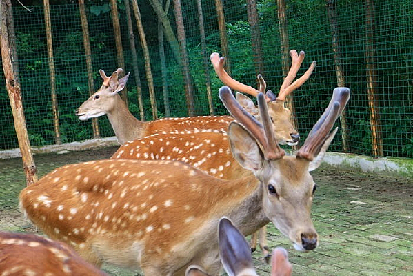 �Ŷӵ�÷��¹