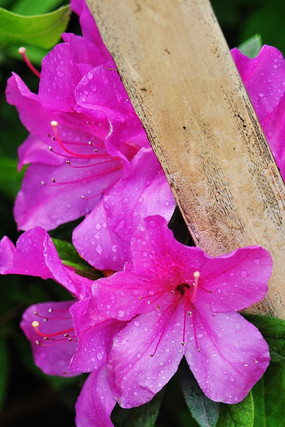 ʢ��������ʵĶž黨