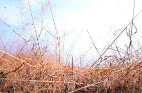 С�����Ӳݴ�