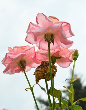 �¼�������