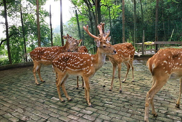 Ȧ����÷��¹