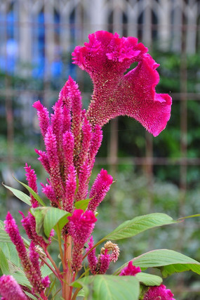 �Ϻ�ɫ�ļ��ڻ�