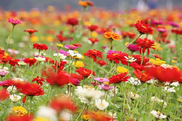 ����ƥ�˵Ļ�