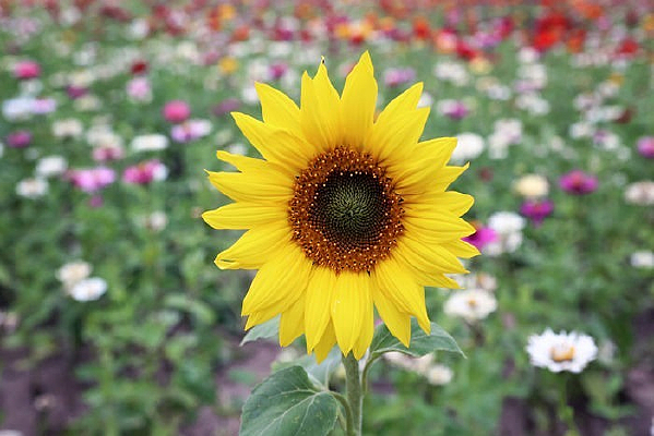 ����ƥ�˹�԰���տ�