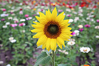 ����ƥ�˹�԰���տ�