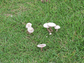 ��˿�е�Ģ��