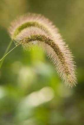 狗尾巴草特写